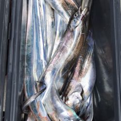 釣船 浦島太郎 釣果