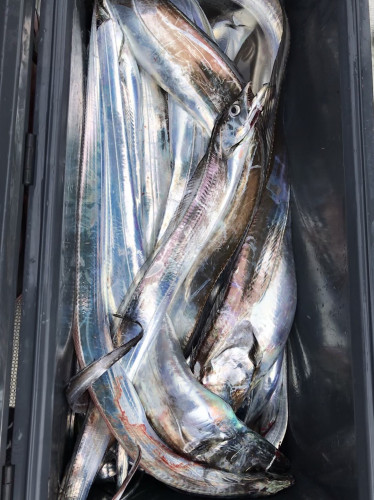 釣船 浦島太郎 釣果