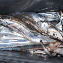 釣船 浦島太郎 釣果