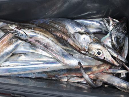 釣船 浦島太郎 釣果
