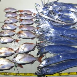 Hit Rush(ヒット ラッシュ) 釣果