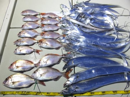 Hit Rush(ヒット ラッシュ） 釣果…