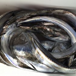 釣船 浦島太郎 釣果