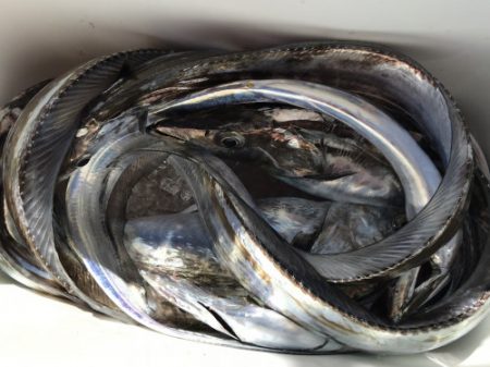 釣船 浦島太郎 釣果