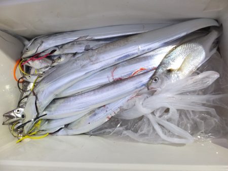 Hit Rush(ヒット ラッシュ) 釣果