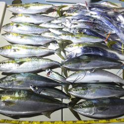 Hit Rush(ヒット ラッシュ) 釣果