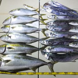 Hit Rush(ヒット ラッシュ) 釣果