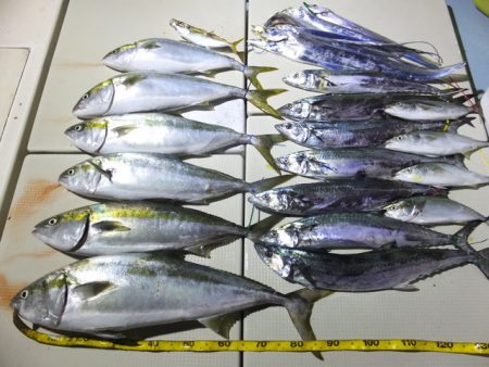 Hit Rush(ヒット ラッシュ) 釣果