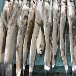 釣船 浦島太郎 釣果