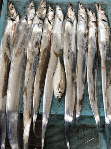 釣船 浦島太郎 釣果