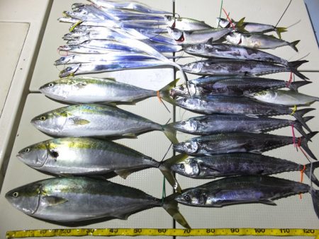 Hit Rush(ヒット ラッシュ) 釣果