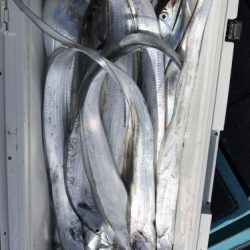 釣船 浦島太郎 釣果