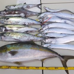 Hit Rush(ヒット ラッシュ) 釣果