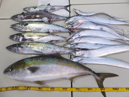 Hit Rush(ヒット ラッシュ） 釣果…