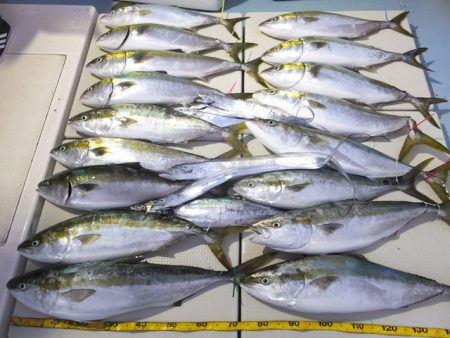 Hit Rush(ヒット ラッシュ） 釣果…