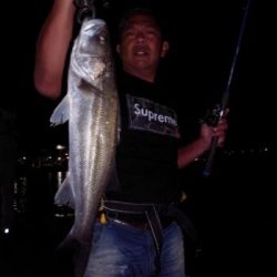 シーマジカル 釣果