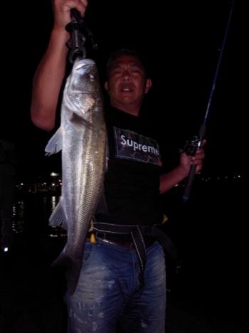 シーマジカル 釣果