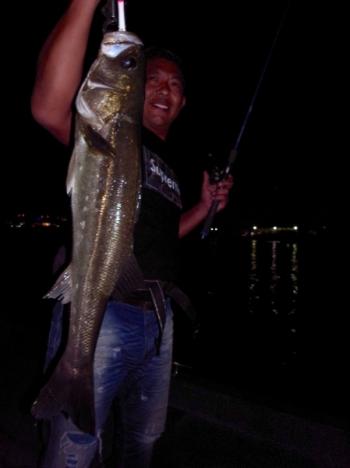 シーマジカル 釣果