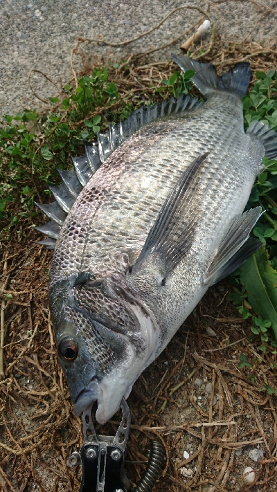 チョイ投げチヌ釣り