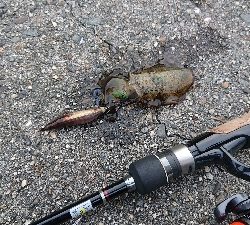 新子の調査に行ったのですが…