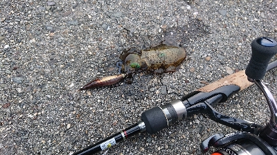 新子の調査に行ったのですが…