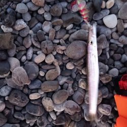 ランガン五目釣