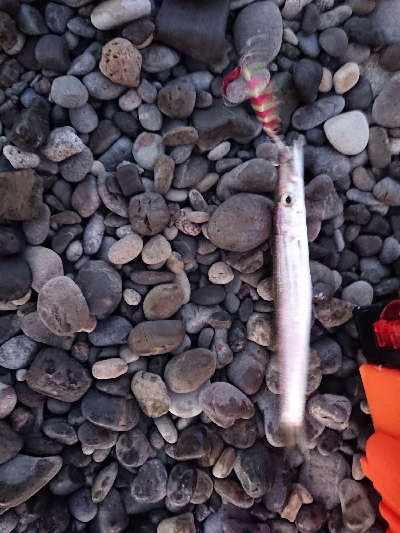 ランガン五目釣