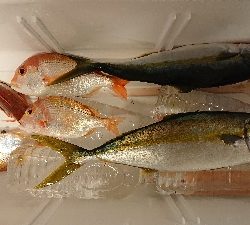 ヒラマサ大漁(他の人が)