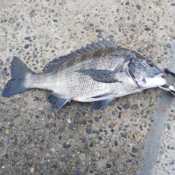 チヌからのサゴシハマチ今年初タチウオ