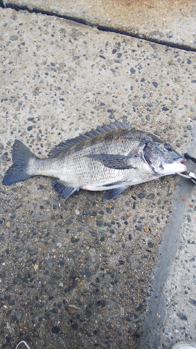 チヌからのサゴシハマチ今年初タチウオ