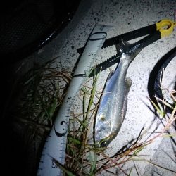 仕事終わりの利根川河口のシーバス