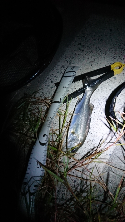 仕事終わりの利根川河口のシーバス