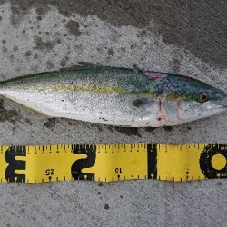 とうとう40cm超え!