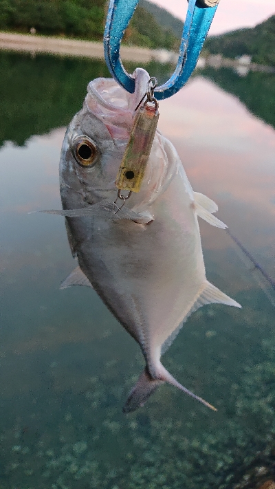 メッキトップで絶好調！