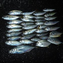 連日のアジング釣行！