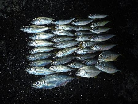 連日のアジング釣行！