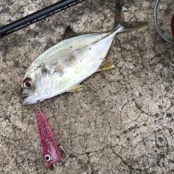 恐怖の「アジコロ」