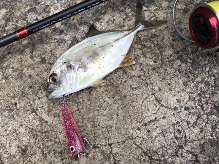 恐怖の「アジコロ」