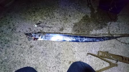 タチウオと青物狙い