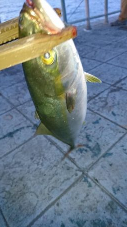 ハマチなんていないよ～