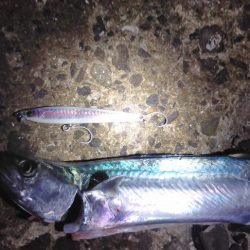 サゴシ、釣れ始めました。