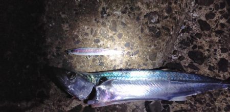 サゴシ、釣れ始めました。