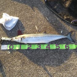 太刀魚&青物調査