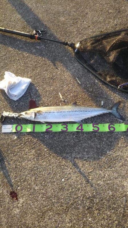 太刀魚&青物調査