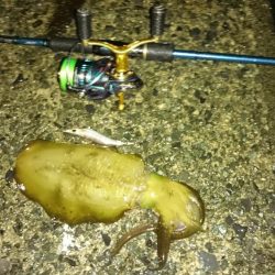 相方と秋アオリ一発目♪