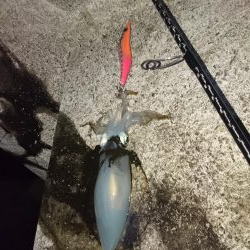 スズメバチ(>_<)