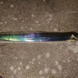 ドラゴンタチウオとガシラ爆釣