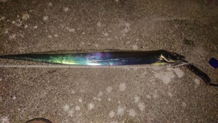 ドラゴンタチウオとガシラ爆釣