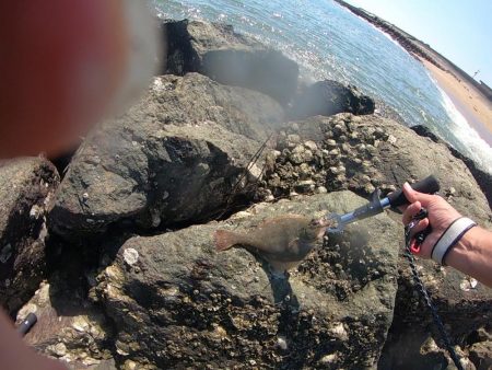 サーフフィッシング　カレイ２発！！