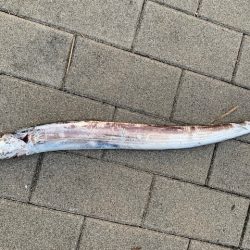 タチウオ　あたり連発